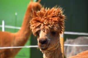 Photo by Robert Kedra: https://www.pexels.com/photo/a-brown-llama-in-close-up-shot-11529839/