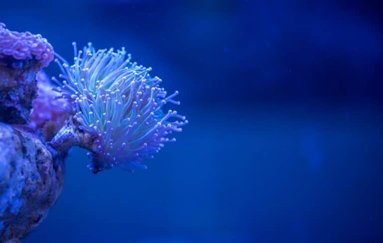 Photo by Egor Kamelev: https://www.pexels.com/photo/macro-photography-of-white-coral-920163/