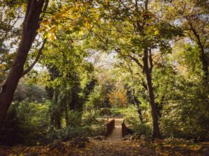 Photo by Nadejda Bostanova: https://www.pexels.com/photo/serene-autumn-forest-with-wooden-bridge-34716448/