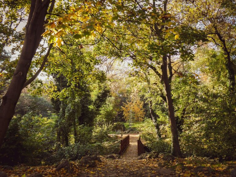 Photo by Nadejda Bostanova: https://www.pexels.com/photo/serene-autumn-forest-with-wooden-bridge-34716448/